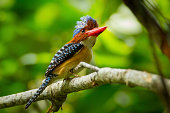 Side view of Male Banded Kingfisher