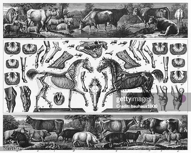 husbandry engraving - vet science stock illustrations