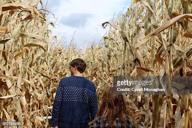 through the corn maze - corn maze imagens e fotografias de stock
