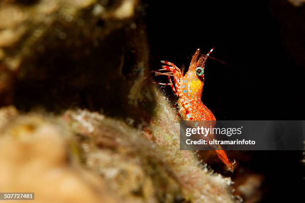 sea life - squat cleaner shrimp - shrimp animal stock pictures, royalty-free photos & images