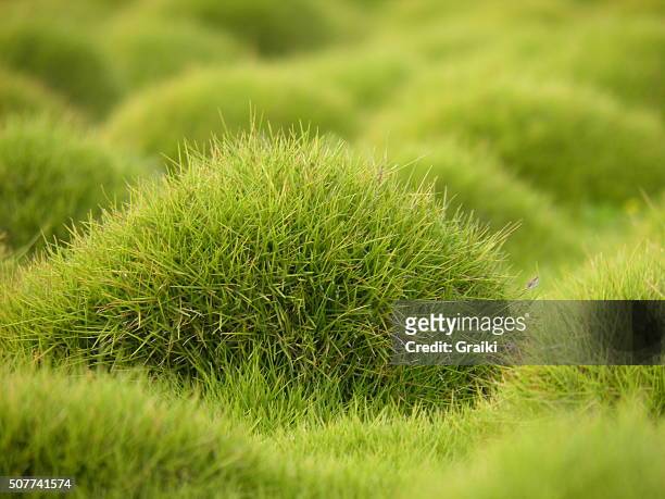 grass background soft focus - zoom fotografías e imágenes de stock