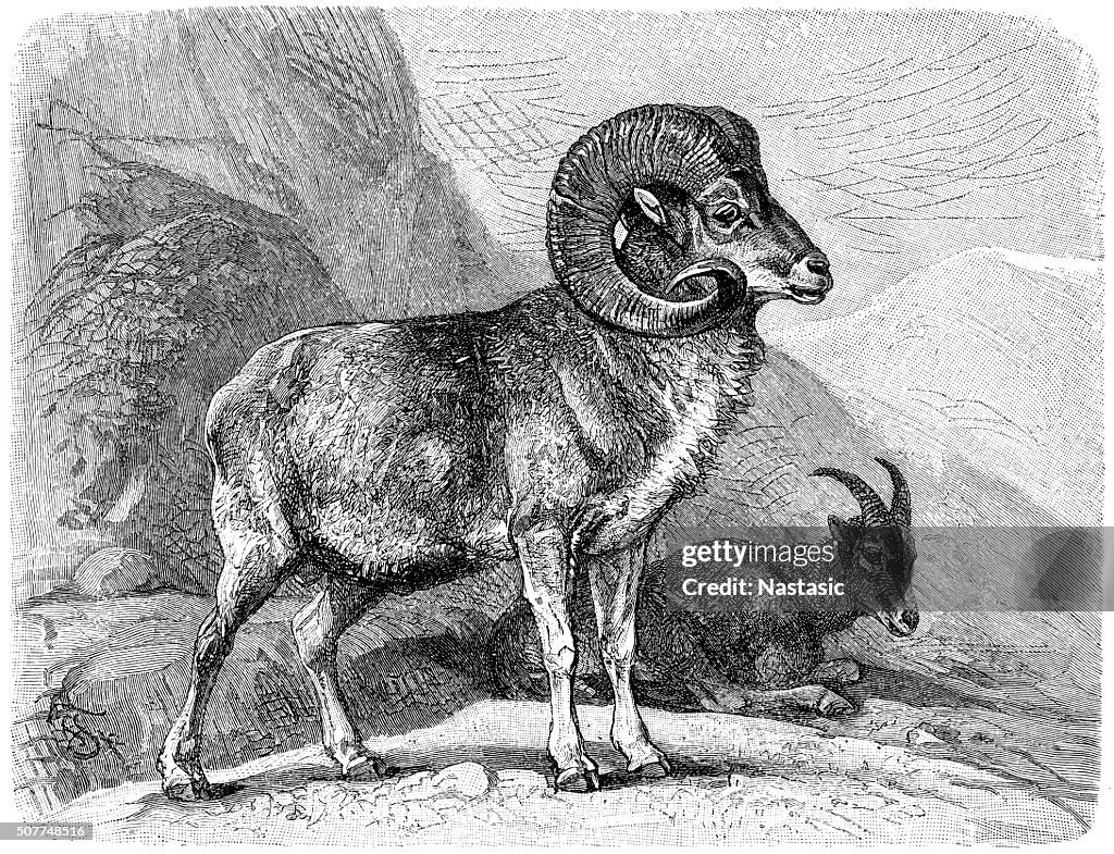 Mountain sheep (Ovis ammon)