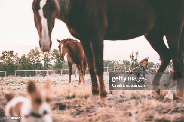 dog and horses stand in field while rancher pulls equipment - missoula stock pictures, royalty-free photos & images
