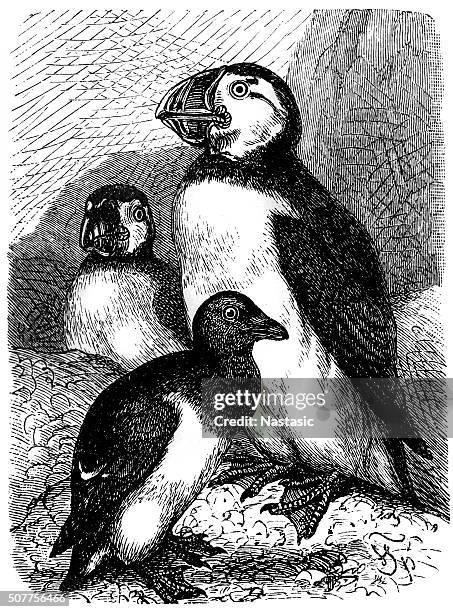 little auk and atlantic puffin - puffin stock illustrations