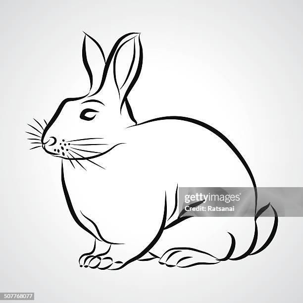 Drawing Design For Rabbit Rabbit Drawing Photos and Premium High Res Pictures - Getty Images