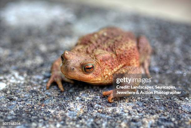 toad close up - common toad stock pictures, royalty-free photos & images