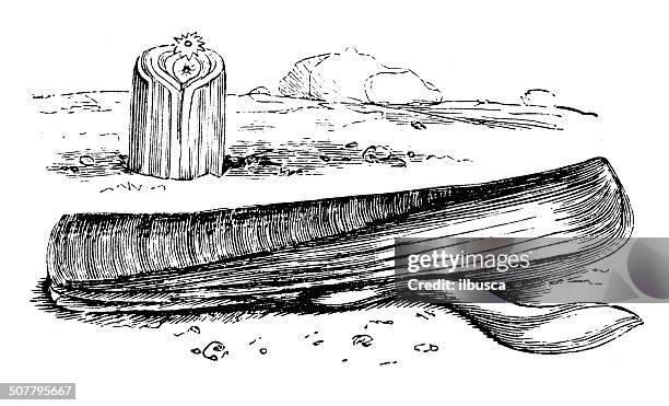 ilustraciones, imágenes clip art, dibujos animados e iconos de stock de anticuario ilustración de pod de afeitar (ensis siliqua) - pod razor shell
