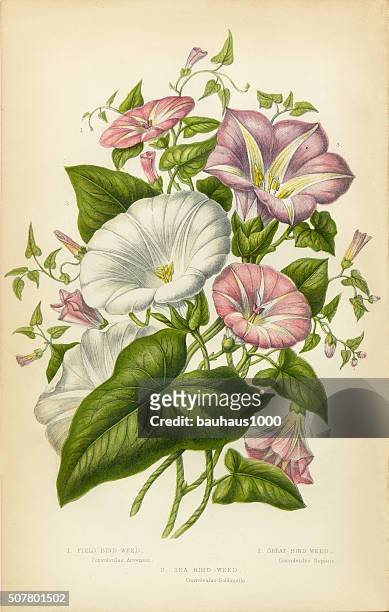 am morgen ruhm, bindekraut, viktorianischen botanischen illustrationen - perennial stock-grafiken, -clipart, -cartoons und -symbole