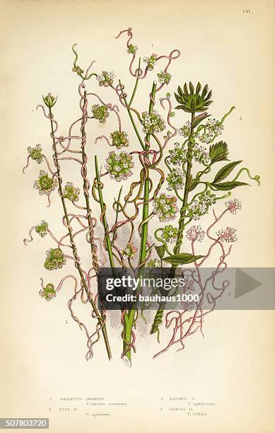 morning glory, dodder, cuscuta, flax, clover, victorian botanical illustration - cuscuta stock illustrations