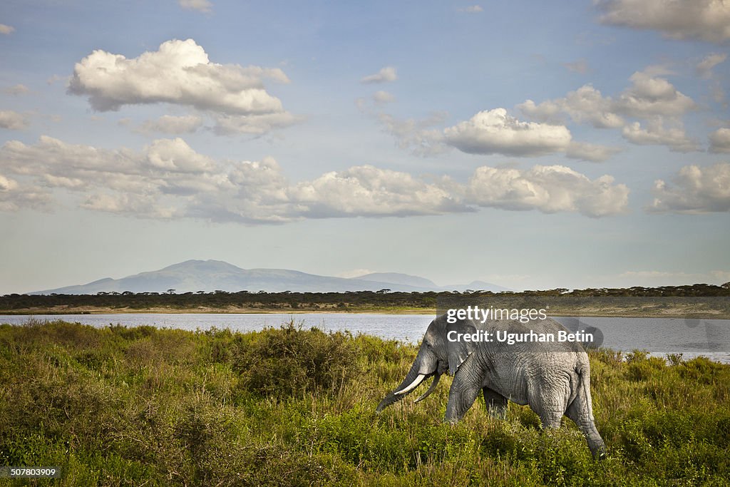 Elephant