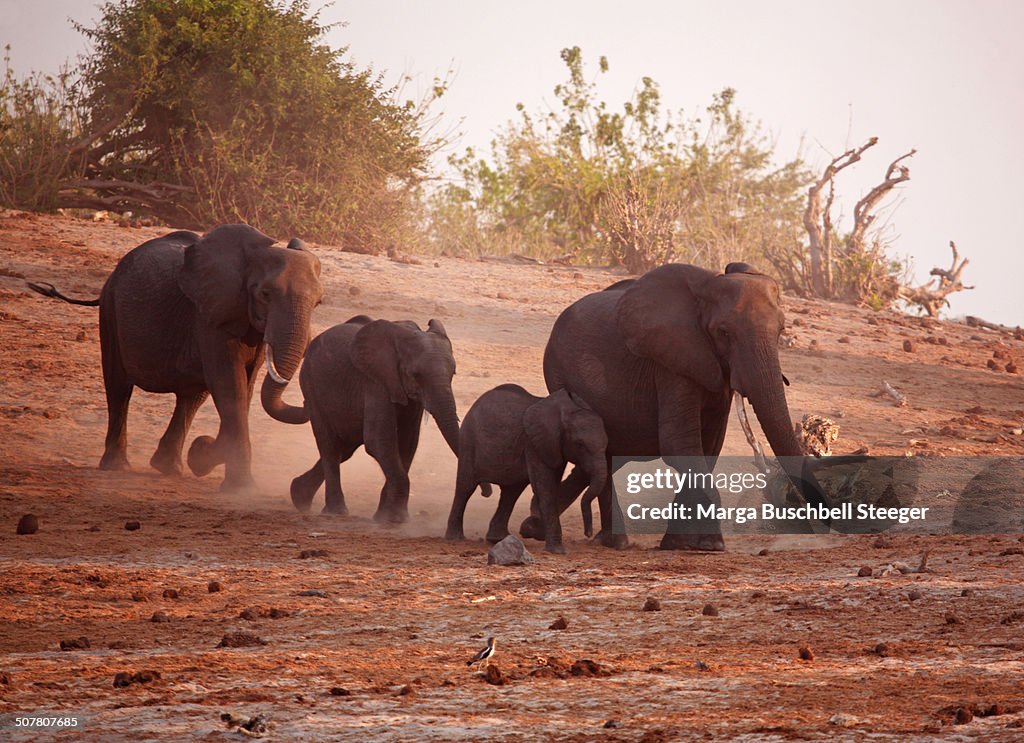 Elephanths running