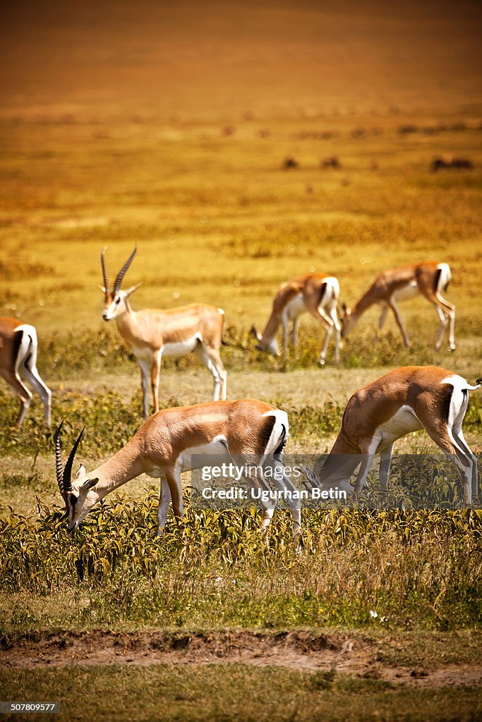Springboks High-Res Stock Photo - Getty Images