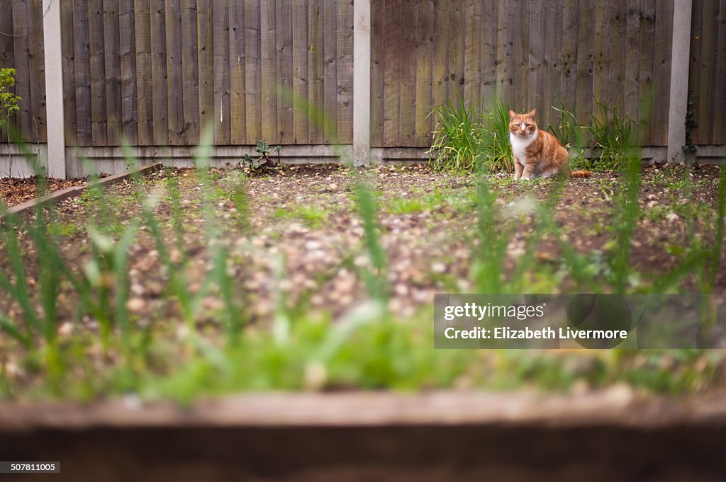 Cat in the allotment