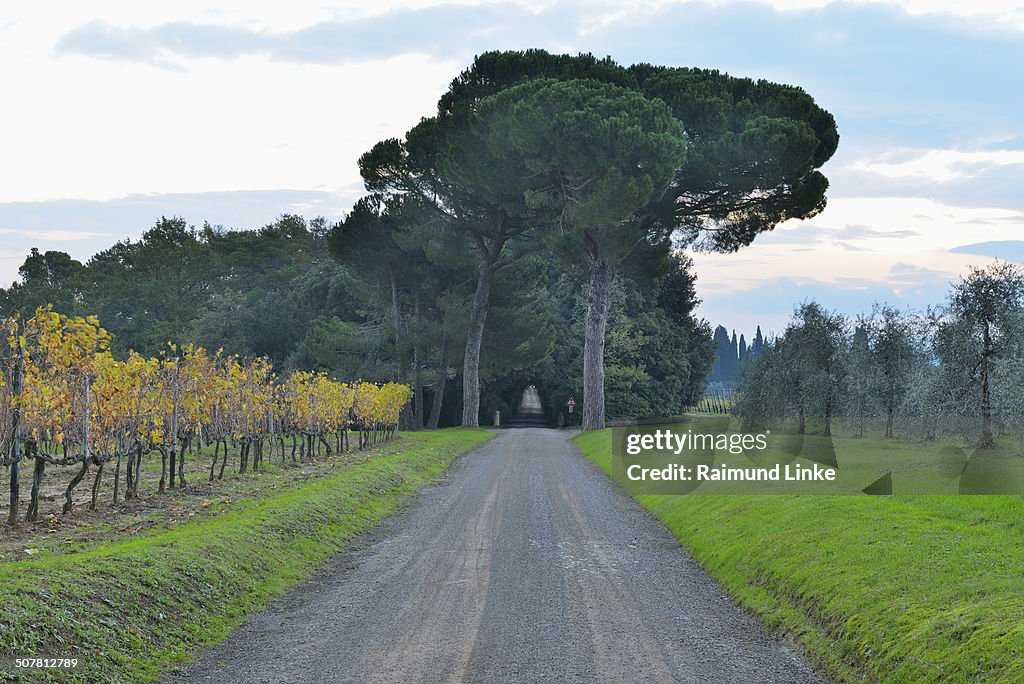 Tuscany Countryside with Gravel Road