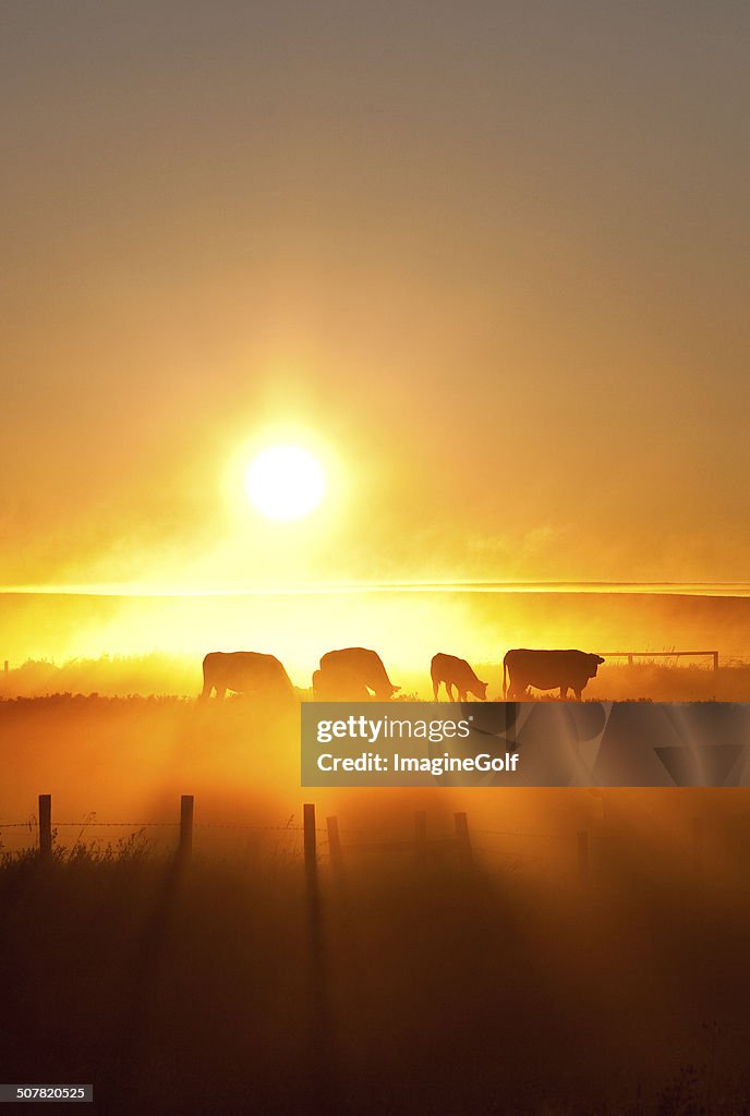 Silhouette of cattle walking across the plans in sunset