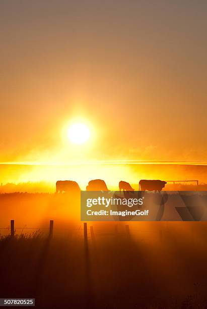 silhouette of cattle walking across the plans in sunset - cows grazing stockfoto's en -beelden