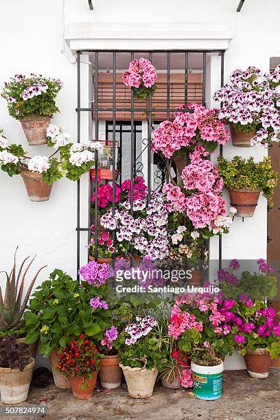 flowers on a window - grazalema photos et images de collection