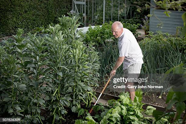 senior man raking his vegetable garden - king's lynn stock pictures, royalty-free photos & images