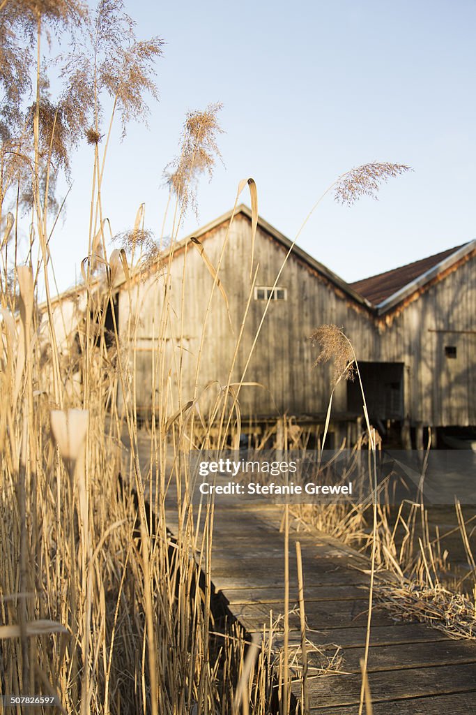 Water reeds with rustic wooden barn and walkway