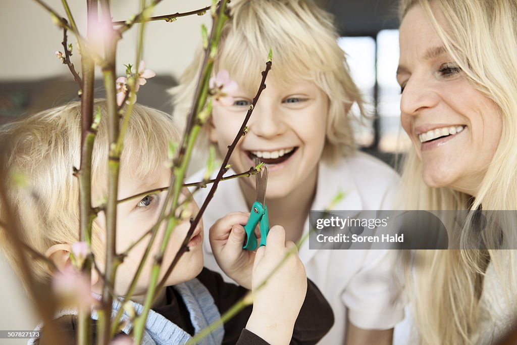 Close up of mid adult mother and two sons trimming blossom twigs in sitting room