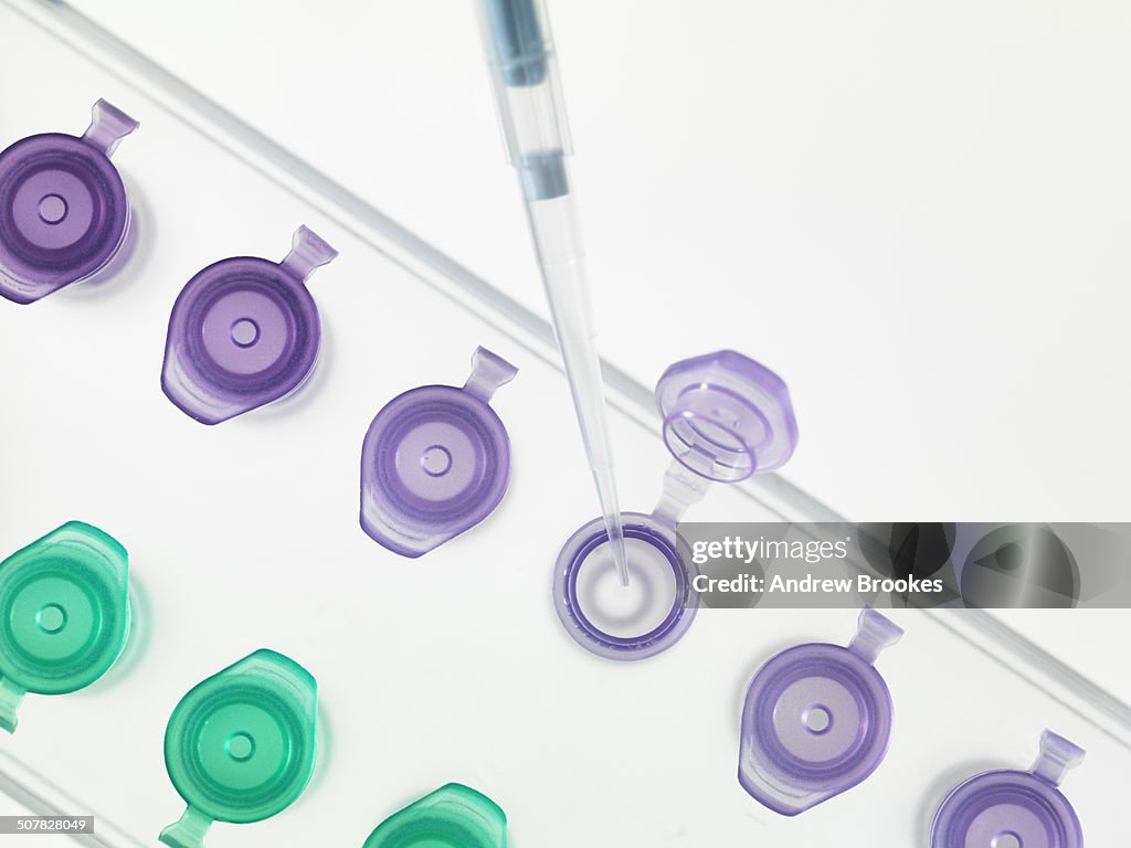 Overhead view of pipetting DNA sample into microcentrifuge tubes