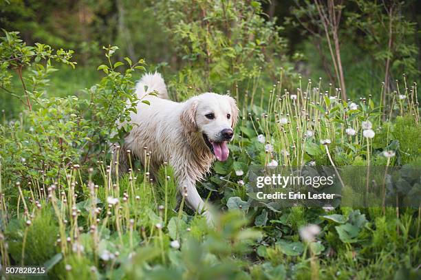 golden retriever walking alone in long grass - long grass bildbanksfoton och bilder