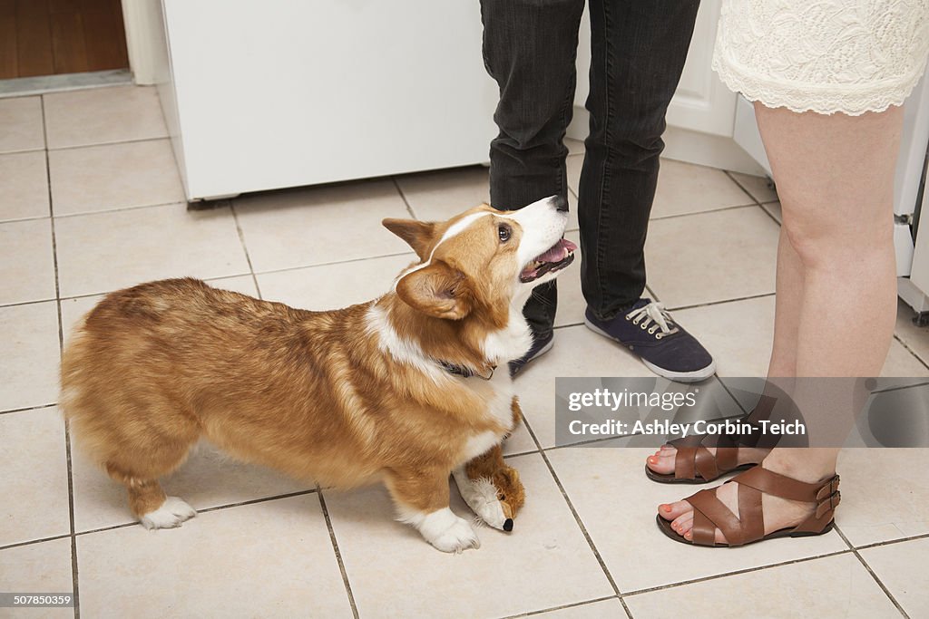 Cropped shot young couple and corgi dog in kitchen