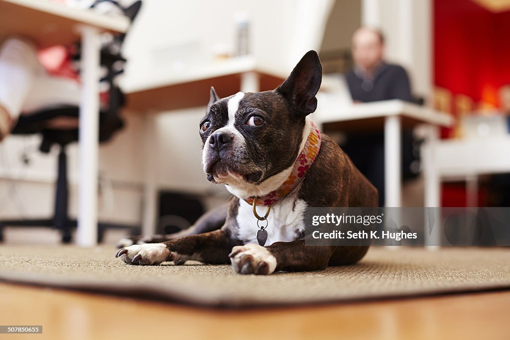 Portrait of curious dog lying on rug in an office