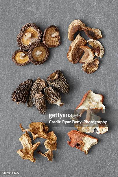 five varieties of dried mushrooms: shitake, porcini, morel, hedgehog, lobster - shiitake mushroom stock pictures, royalty-free photos & images