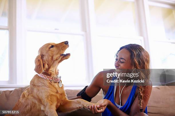 young woman taking a training break, petting dog in sitting room - howling stock pictures, royalty-free photos & images