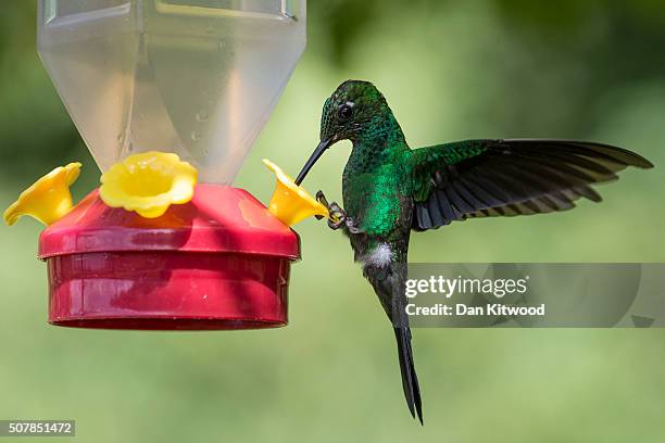 Green Crowned Brilliant is pictured at a Hummingbird feeding station on January 15, 2016 in Alajuela, Costa Rica. Of the 338 known species of...