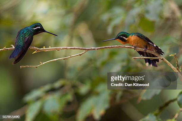 Male and female Purple Throated Mountain Gem are pictured near a Hummingbird feeding station on January 15, 2016 in Alajuela, Costa Rica. Of the 338...