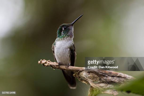 White Bellied Mountain Gem is pictured resting near a Hummingbird feeding station on January 15, 2016 in Alajuela, Costa Rica. Of the 338 known...