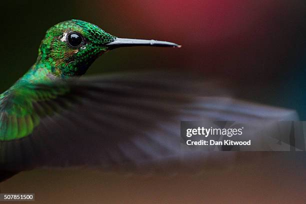 Green Crowned Brilliant is pictured at a Hummingbird feeding station on January 15, 2016 in Alajuela, Costa Rica. Of the 338 known species of...