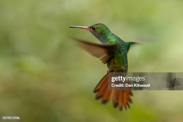 Rufous Tailed Hummingbird is pictured at a Hummingbird feeding station on January 15, 2016 in Alajuela, Costa Rica. Of the 338 known species of...