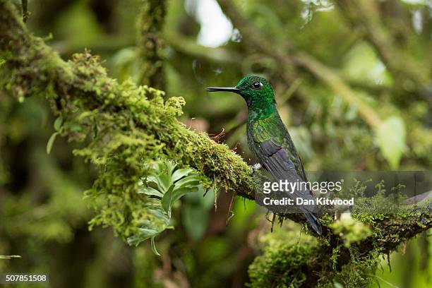Green Crowned Brilliant is pictured resting near a Hummingbird feeding station on January 15, 2016 in Alajuela, Costa Rica. Of the 338 known species...