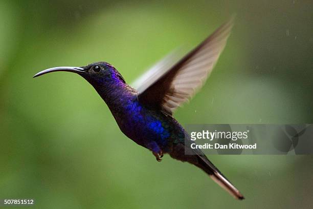 Violet Saber-Wing is pictured at a Hummingbird feeding station on January 15, 2016 in Alajuela, Costa Rica. Of the 338 known species of Hummingbird...