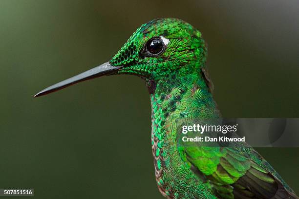 Green Crowned Brilliant is pictured at a Hummingbird feeding station on January 15, 2016 in Alajuela, Costa Rica. Of the 338 known species of...