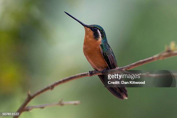 Purple Throated Mountain Gem is pictured resting near a Hummingbird feeding station on January 15, 2016 in Alajuela, Costa Rica. Of the 338 known...