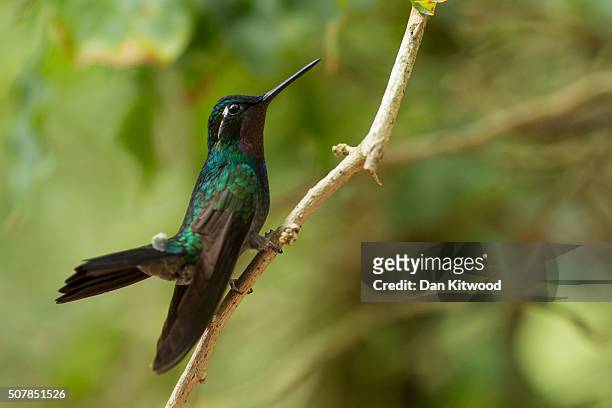 Purple Throated Mountain Gem is pictured resting near a Hummingbird feeding station on January 15, 2016 in Monteverde, Costa Rica. Of the 338 known...