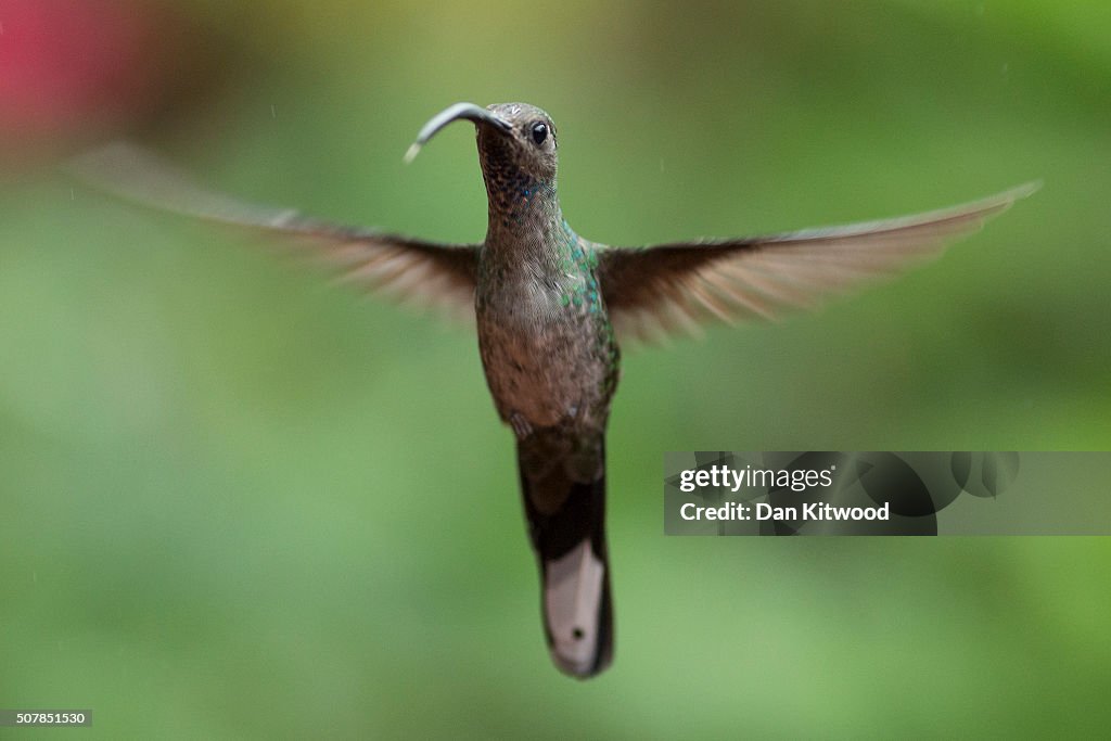 Hummingbirds Of Costa Rica