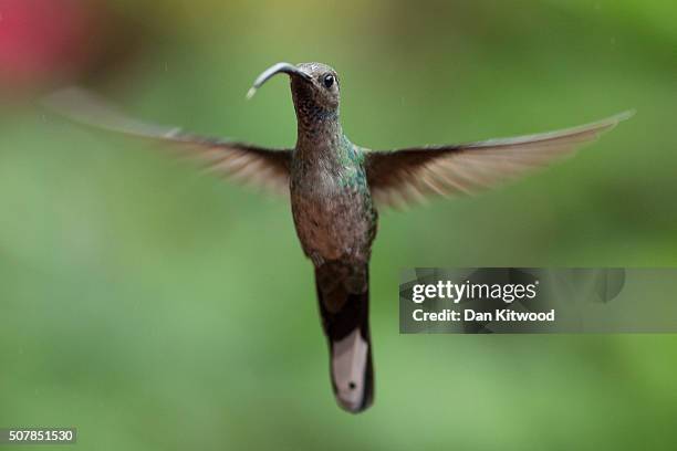 Green Hermit is pictured at a Hummingbird feeding station on January 15, 2016 in Alajuela, Costa Rica. Of the 338 known species of Hummingbird...