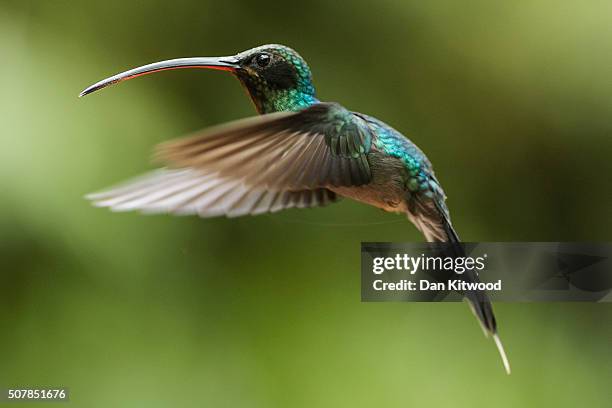 Green Hermit is pictured at a Hummingbird feeding station on January 15, 2016 in Alajuela, Costa Rica. Of the 338 known species of Hummingbird...