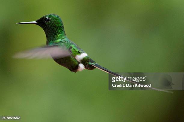 Green Thorntail is pictured at a Hummingbird feeding station on January 15, 2016 in Alajuela, Costa Rica. Of the 338 known species of Hummingbird...