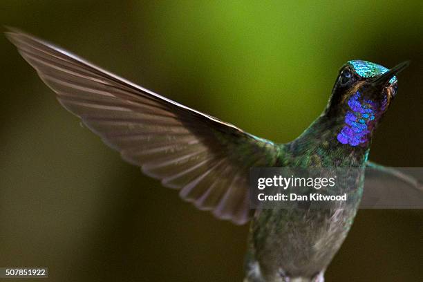 Green Violetear is pictured at a Hummingbird feeding station on January 07, 2016 in Monteverde Costa Rica. Of the 338 known species of Hummingbird...