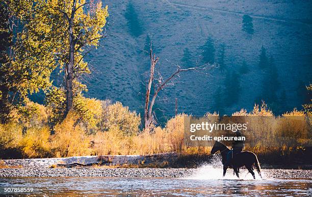 homem cavalo através de parques raso água ao longo da margem do rio - montana mountains imagens e fotografias de stock