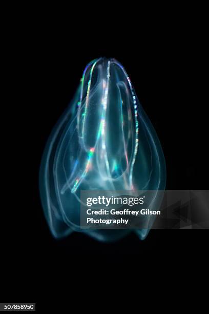 mnemiopsis - comb jelly stock pictures, royalty-free photos & images