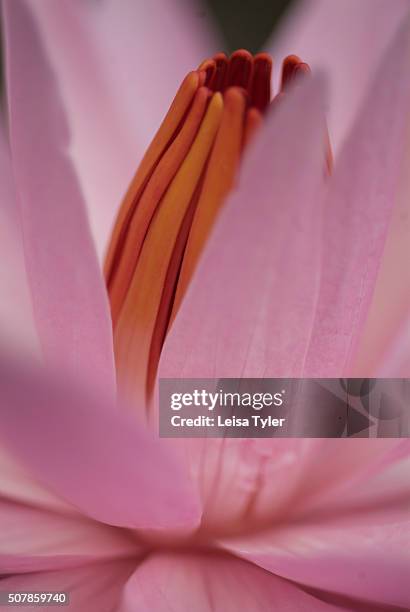 Pink Java Flower Identification 29 Amanjiwo Stock Photos, High-Res Pictures, and Images - Getty Images