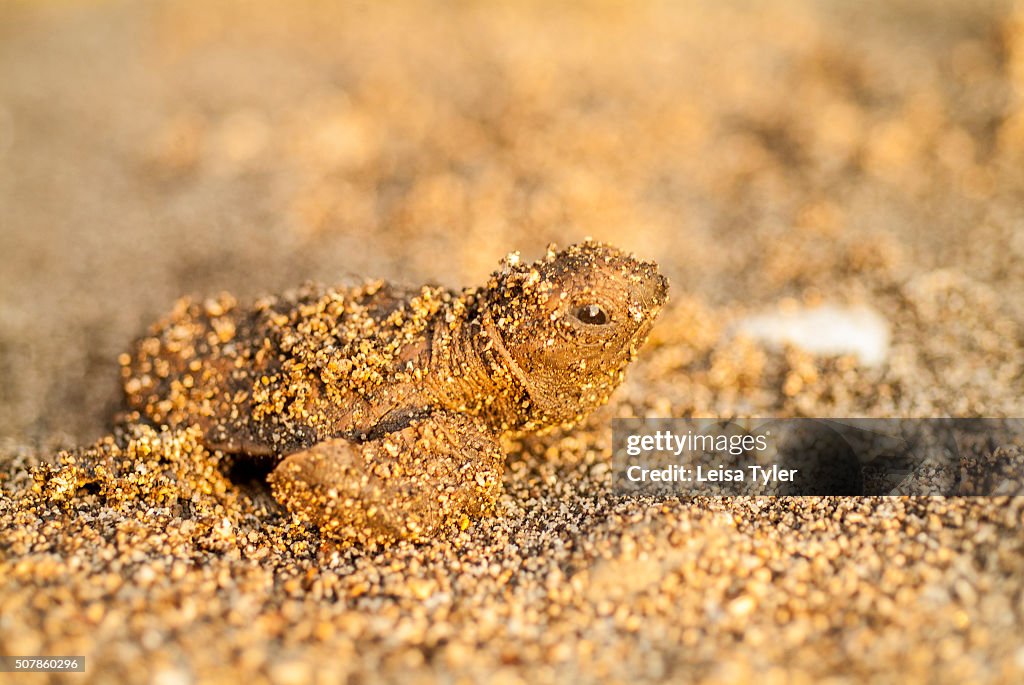 A newly born sea turtle on the beach on Moyo Island, Sumbawa...