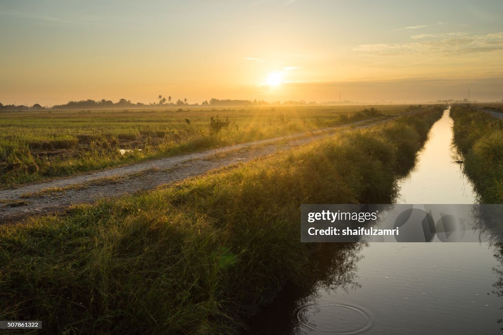 A sunrise scenery with rolls of haystack in paddy fields